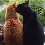 skypurrfect - @amberdamienne - Instagram