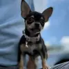 Amber Dee - @littleluluandme - TikTok