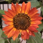 Ms. Amber Dillingham - @fromearthtoart - Instagram
