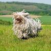 amberding030607 - @amilylovepets - TikTok