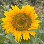 Amber Cranford Dobbins - @amber.c.dobbins - Instagram