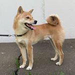 Amber dog 🐕 - @amazing_shiba - Instagram