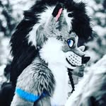 Amber Doggo - @amberfloofdoggo - Instagram