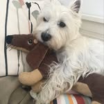 Amber Westie Dog - @amberdoggo_west - Instagram