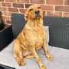 Amberdog - @amberdog_ - TikTok