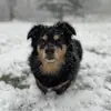 Amber Durham - @shit_ton_of_dogs - TikTok