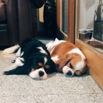 Amber Edgar Aqua Autumn - @amberthecavalier - Instagram