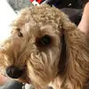 Leoni Amber Emanuel - @pineapplequeen.dogqueen - TikTok