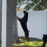 Amber Ennis - @ambers_rotties - Instagram