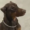 amberthedogo - @ambernicoleenoch - TikTok