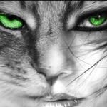 Amber Ensley - @lasvegasshecat - Instagram