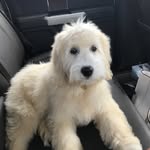 Amber Epstein - @_amberthegoldendoodle_ - Instagram