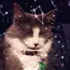 Amber Esau - @amberesau - TikTok