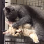 scottish fold+american curl - @abuandtyga - Instagram