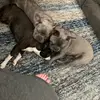 Amber Estrada - @frenchiejewels - TikTok