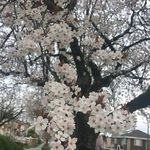 Amber Fahey - @faheya033089 - Instagram