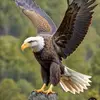 AmberFalcon - @amberfalcon - TikTok