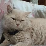 faraz - @amber_faraz1 - Instagram