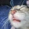 amber forrest - @amberforrestdabestcat - TikTok
