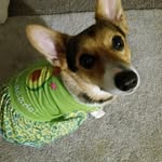 Amber Fortner - @grimmjow9000 - Instagram
