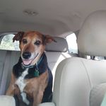 Amber Fortner - @godsgracegrooming - Instagram