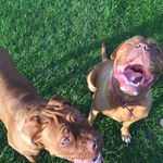 🐕dog🐕 - @amber_fudge_ - Instagram