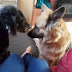 amber - @amber_german_shepherd - Instagram