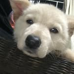 Amber - @amber_german_shepherd_ - Instagram