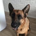 Amber - @amber_germanshepherd - Instagram