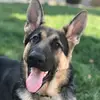 ❤️Amber❤️ - @amberthegermanshepherd - TikTok