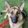 🤍Amber🤍 - @amberthegermansheppy - TikTok
