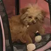 Amber German - @ambergerman333333 - TikTok