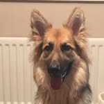 Amber German Shepherd - @amber271015 - Instagram
