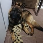 kelly - @amber.germanshephard - Instagram