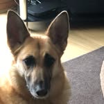 Samantha Bull - @amber_the_german_sheperd - Instagram