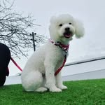 🇨🇷AMBER🐩 HANNAH 🐕 - @amber_hannah_dog - Instagram
