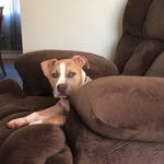 Amber Herren - @pittydexter - Instagram