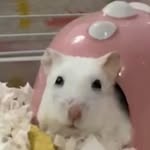 Amber Hui - @amber.huii - Instagram