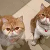 Amber - @amberhung2 - TikTok