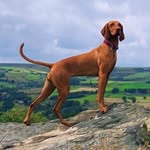 Amber the Vizsla 🐾 - @amber_hungarian_vizsla - Instagram