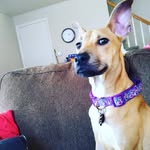 Amber Largent - @jellybean.pup - Instagram