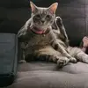 amberlarkin - @amberlarkin247 - TikTok