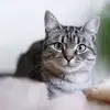 amber.layman - @amber.layman56 - TikTok