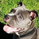 Leffe Blonde American Bully - @leffeamericanbully - Instagram