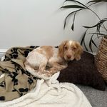 A M B E R -  lemon roan spaniel 🍋🐶 - @amber_lemoncockerx - Instagram