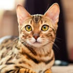 Кот по имени Оцелот🐆 - @amber_cat_leopold - Instagram