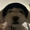 amber - @amberlevine - TikTok