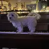 amber                        ༽ - @amberlewis.__ - TikTok