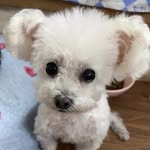 Amber Liang - @quanshao625 - Instagram