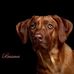 Rhodesian Ridgeback Kennel Amber of the Lion - Facebook